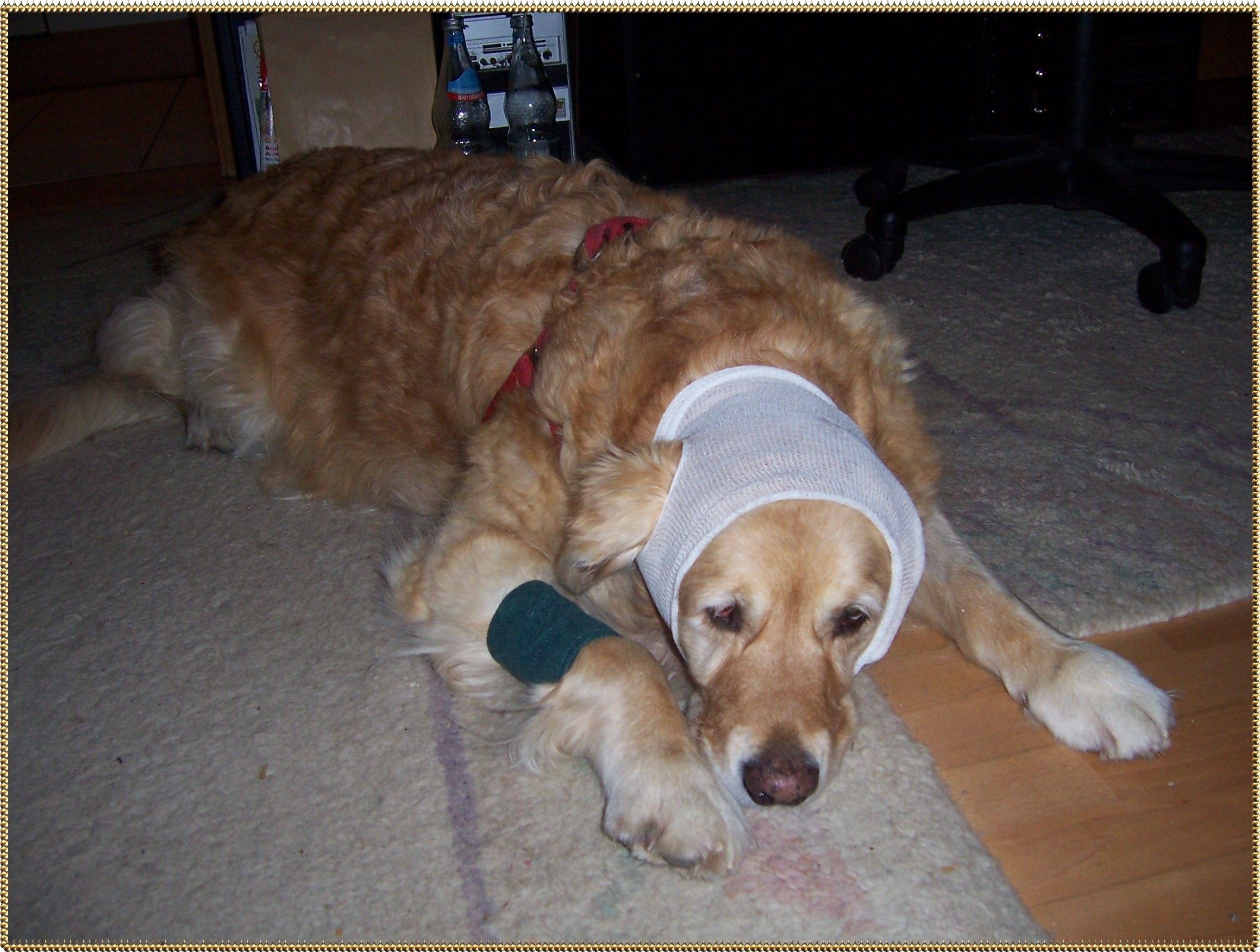 hund blutohr
